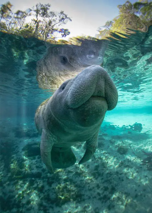 Swimming with the Mentees is one of the perks of Crystal River in florida