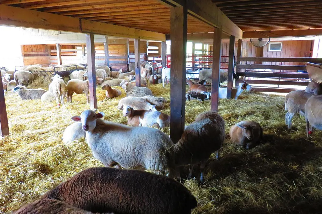 Rolling green pastures of Farm Sanctuary
