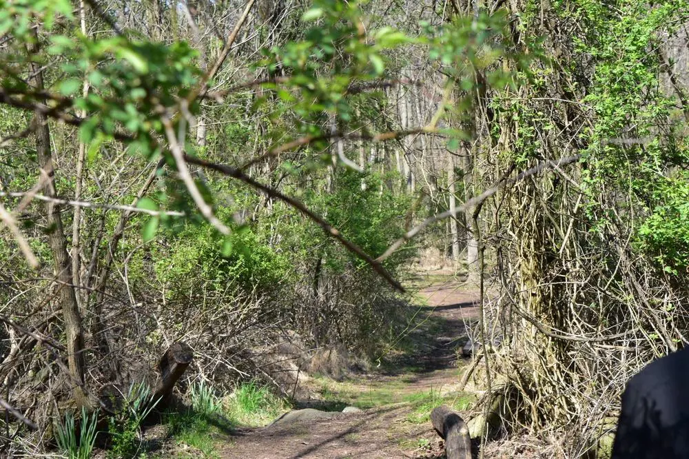 On the way to the Moses Mountain, hiking trail in between the woodland