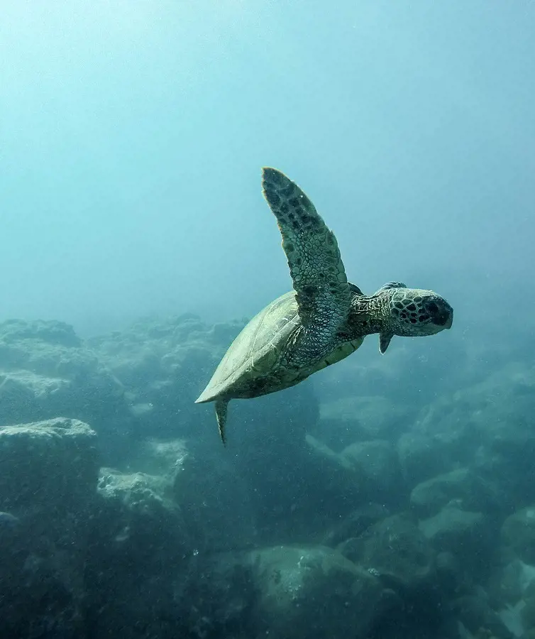 Turtle swimming underwater in O'ahu.