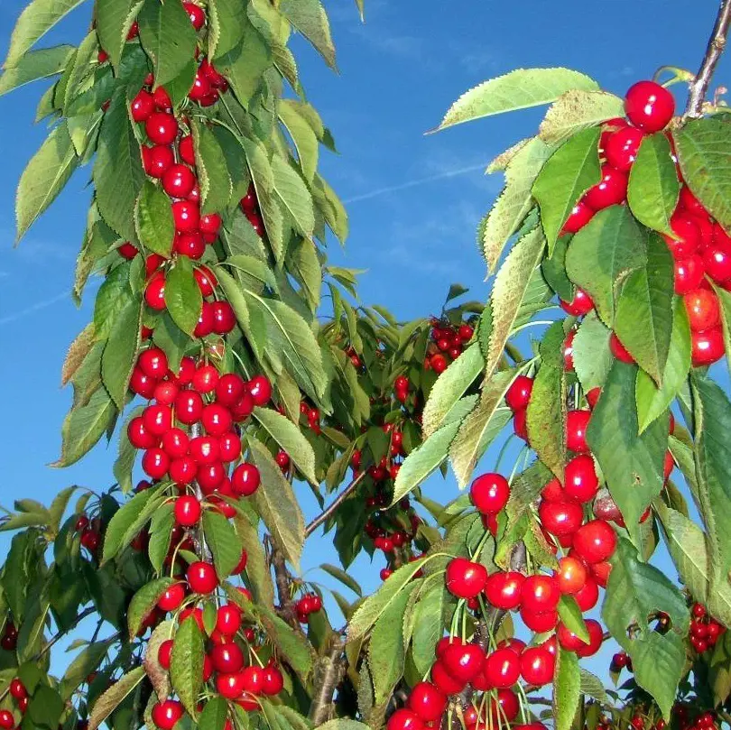 Low-hanging cherry at Wickham's Fruit Farm, all set for U-pick during June
