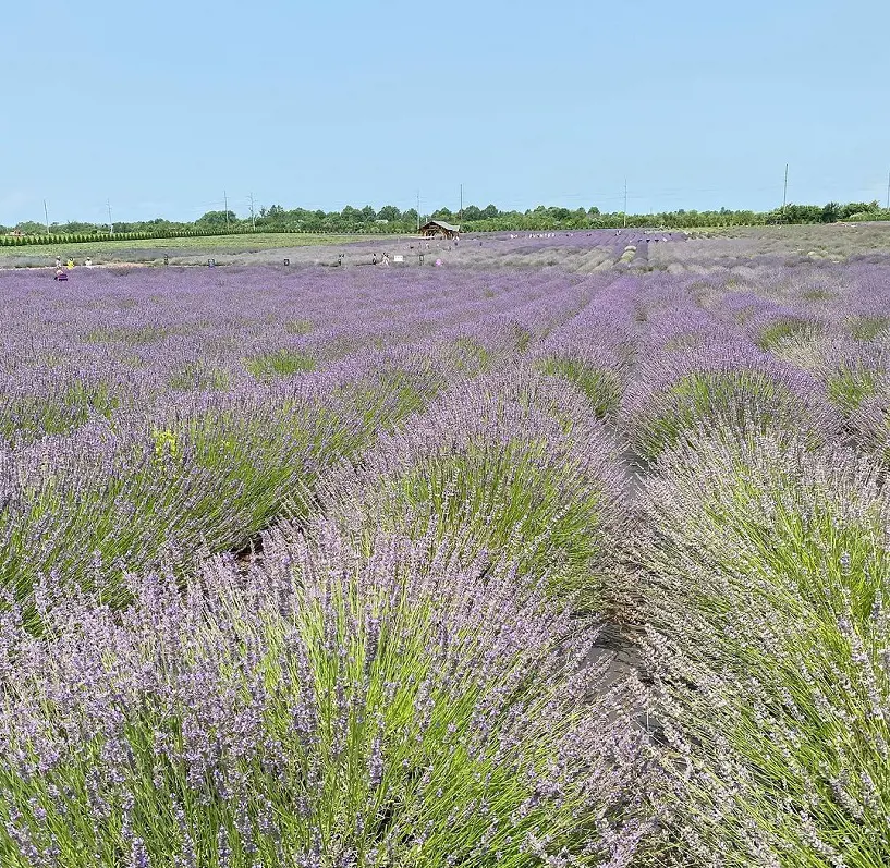 Blooming Lavender Farm at the Lavender By The Bay,owned by The Rozenbaum Family