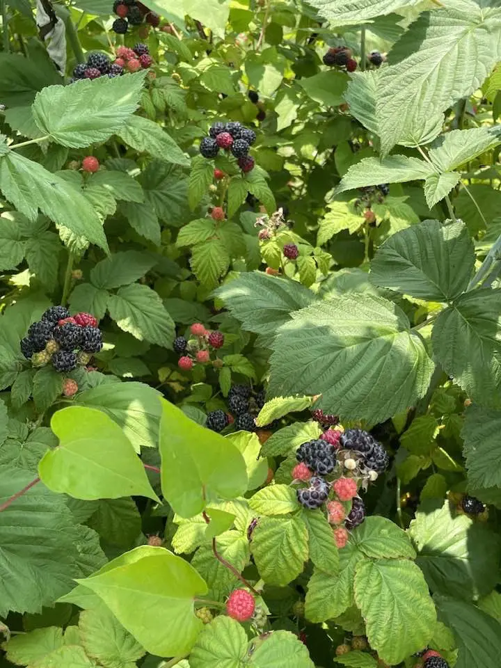 Ripen blackberries ready on the hanging bushes for U-pick.