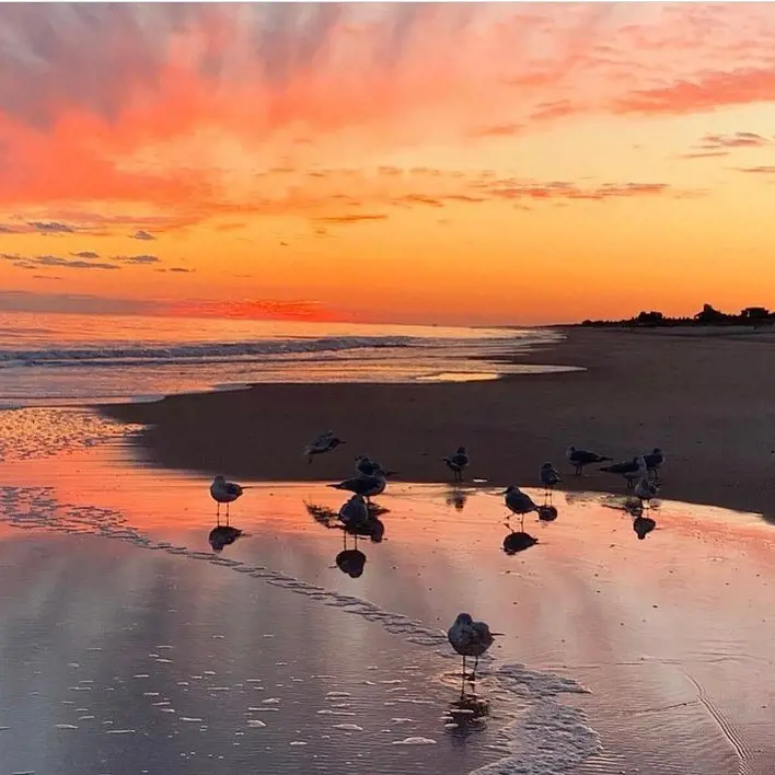 Seagulls captured at Cooper's Beach early in the morning by @howetravelnow .